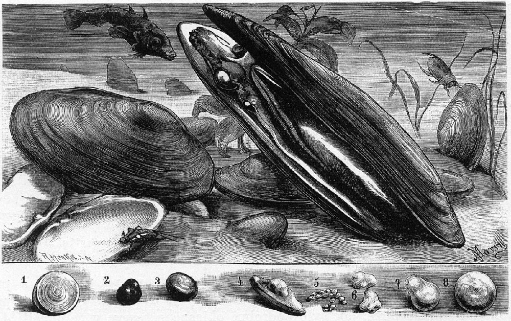 Perlorodka říční (Margaritifera margaritifera) z knihy Brehmův život zvířat